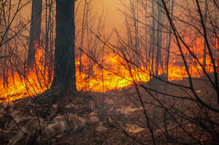 Hell brennendes Bodenfeuer in einem Wald