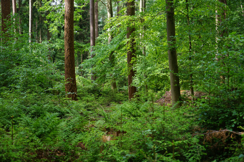 Gemischter Wald mit verschiedenen Laub- und Nadelhölzern.