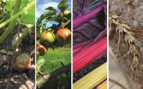 Collage verschiedener Gemüsesorten