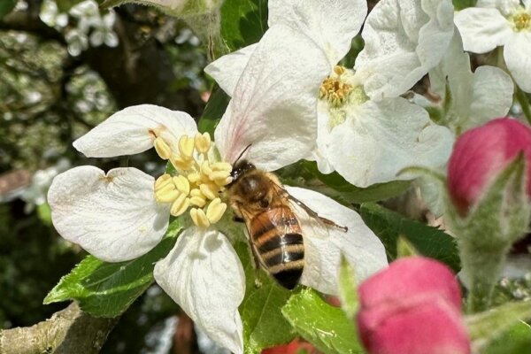 Apfelblüte mit Biene.