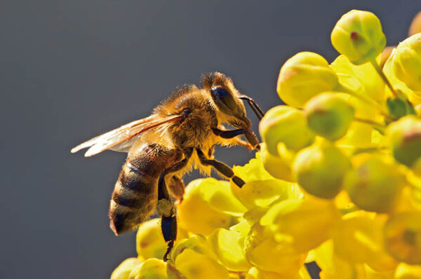 Biene auf Rapsblüte