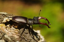 Großer dunkler Käfer mit Geweih auf einer Baumrinde