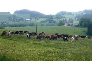Kühe auf der Weide
