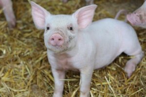 Ferkel auf Stroh