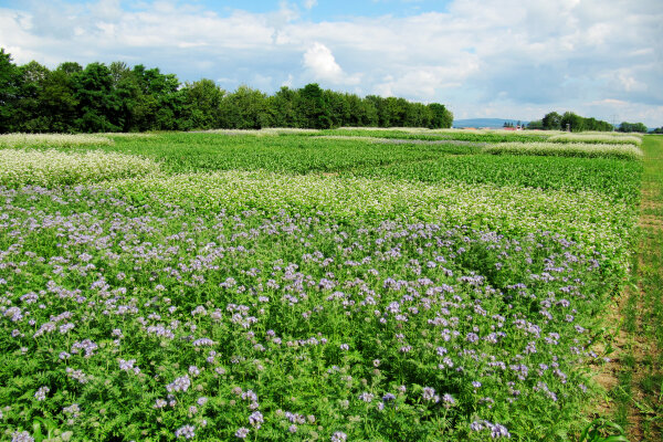 Blumenpracht Sorghum-Blühmischungen