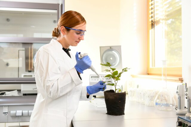 Frau steht in Labor mit Pipette vor einer Pflanze im Topf