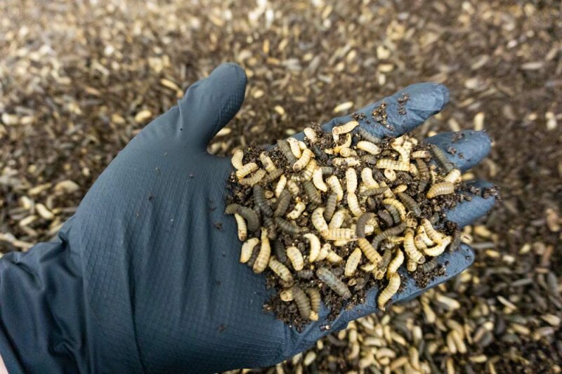 Hand mit Gummihandschuh hält Insektenlarven