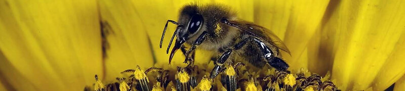 Makroaufnahme einer Biene auf einer Sonnenblume