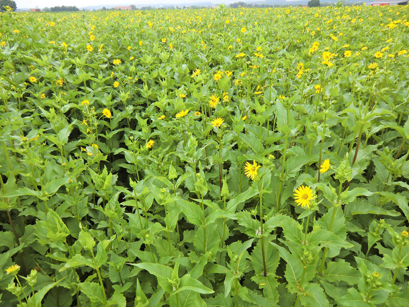 Feld mit blühender Silphie