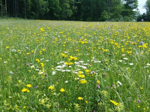 Blumenwiese und Wald im Hintergrund