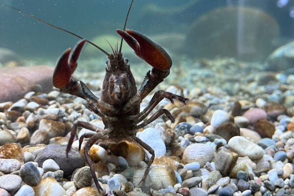 Flusskrebs in einem Aquarium