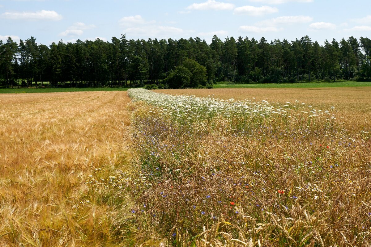 Ein Getreidefeld mit einem grünen Streifen