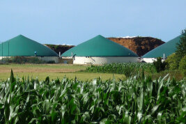 Maisfeld im Vordergrund mit drei Gebäuden einer Biogasanlage im Hintergrund