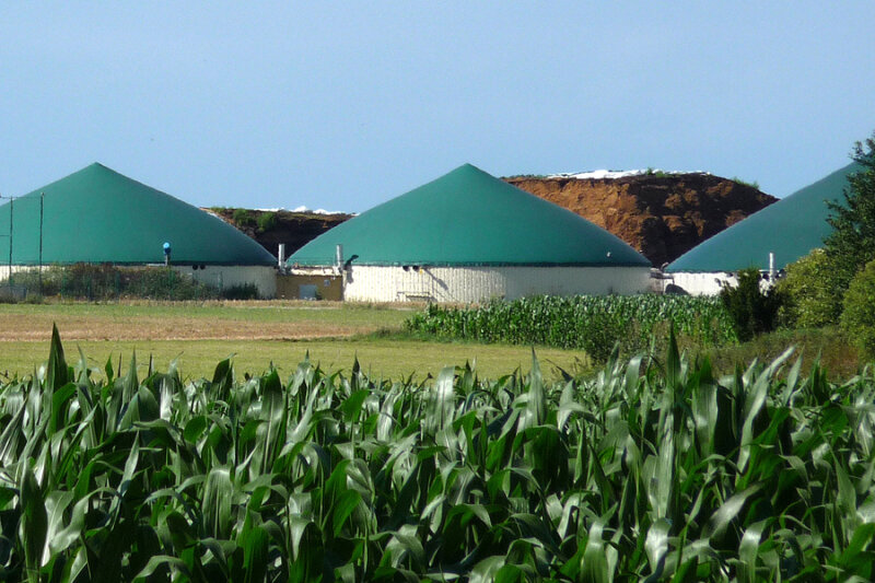 Maisfeld im Vordergrund mit drei Gebäuden einer Biogasanlage