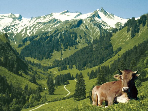Liegende Kuh auf der Weidefläche. Im Hintergrund Tal mit Zugangsweg zur Alpe vor verschneiter Bergkette.