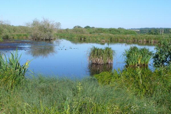 Ein artenreiche Moorsee, der von einem Schilfgürtel umgeben ist