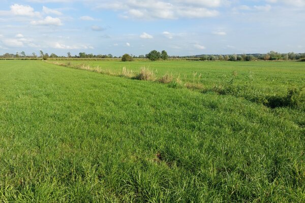 Durch artenreiche Niedermoorwiesen fließt ein Bach