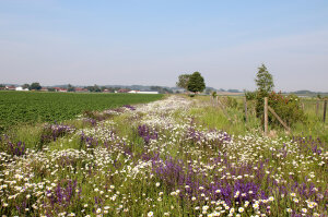 An einem Feldrand wächst auf einem Grünstreifen violettfarbener wilder Salbei inmitten eines Margaritenmeeres