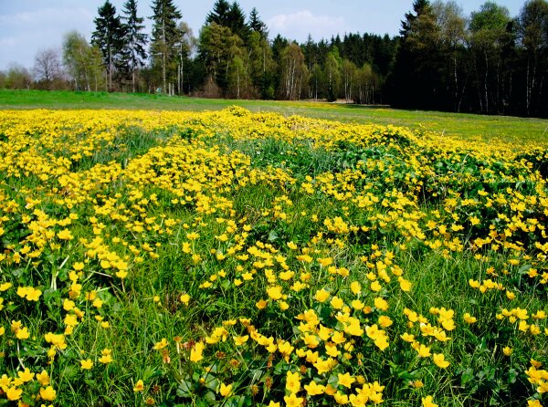 Leuchtend gelbe Sumpfdotterblumen, wohin man schaut: Sie wachsen auf einer Wiese neben dem Wald.