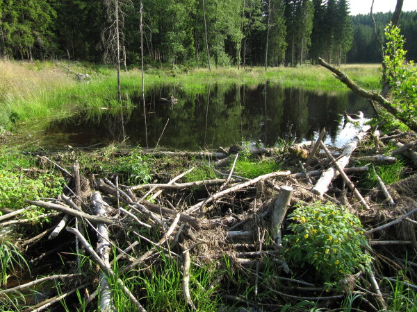Baumstämme und Äste liegen vor einem Gewässer im Naturschutzgebiet – ein Hinweis auf die Aktivitäten des Bibers, der hier ungestört seine Umgebung gestaltet.