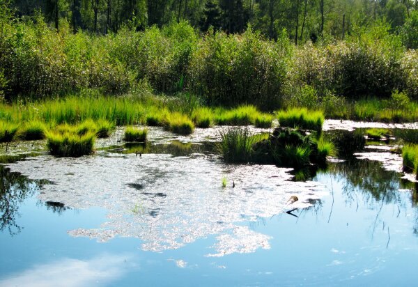 Ein Tümpel im Moorgebiet, umgeben von feuchtem Ufer und Vegetation.
