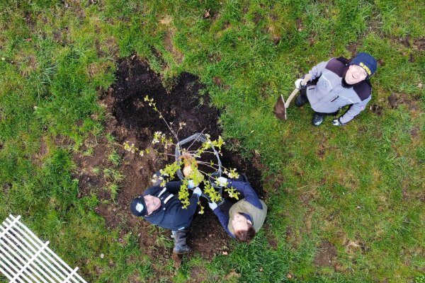 Drei Personen pflanzen einen Baum.