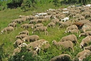 Beweidung mit Schafen und Ziegen