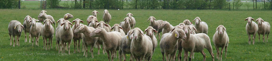 Kopfbild: Schafherde auf der Weide