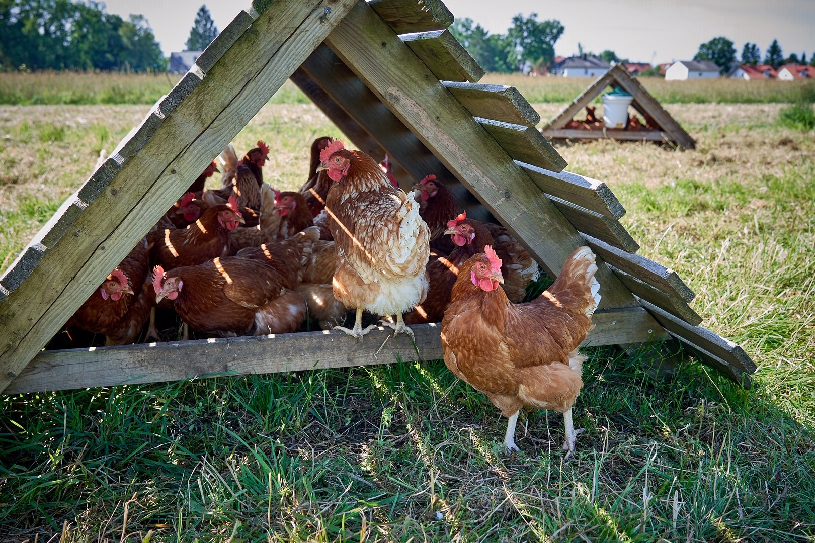 Hühner der Klasse AA suchen im Freilauf Deckung in einem Holzdreieck.