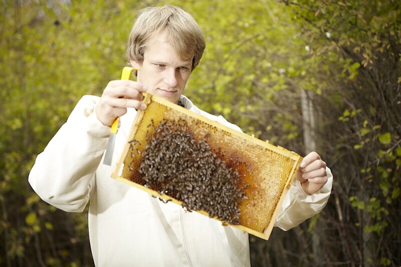 Imker in Schutzanzug prüft eine Bienenwabe.