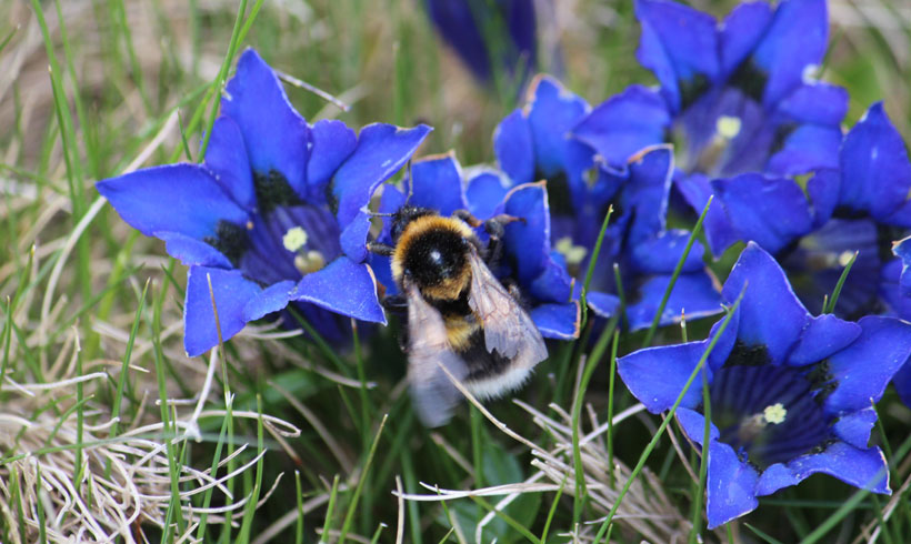 Hummel auf Enzianblüten