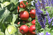 Collage mit Kraut, roten Äpfeln und blauen Blüten