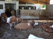 Mehrere Kühe liegen oder stehen auf einem Mix aus Sägespäne, Hackschnitzel und Getreidespelzen in einem offenen Stall