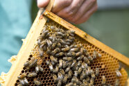 Eine Hand hält Honigwabe mit Bienen (Foto: LWG)