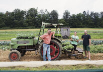 Alter Traktor steht auf Feld mit Salaten. Am Traktor lehnt ein Mann, dahinter steht eine Frau und ein Mann. Auf dem Traktor stehen Setzlinge.