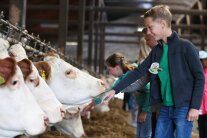 Junge lässt eine Kuh im Stall an seiner Hand schnuppern