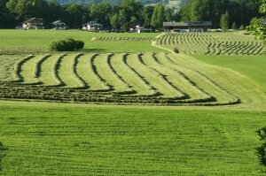 Wiese mit Heuschwaden