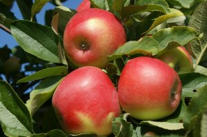 glattschalige, leuchtend rote Früchte der Apfelsorte Kanzi zur Pflückreife