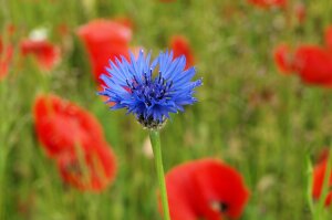 Kornblume zwischen Mohnblumen in einem Feld