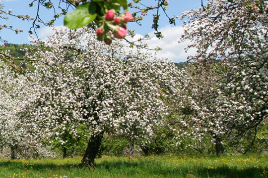 Blühende Obstbäume auf einr Wiese