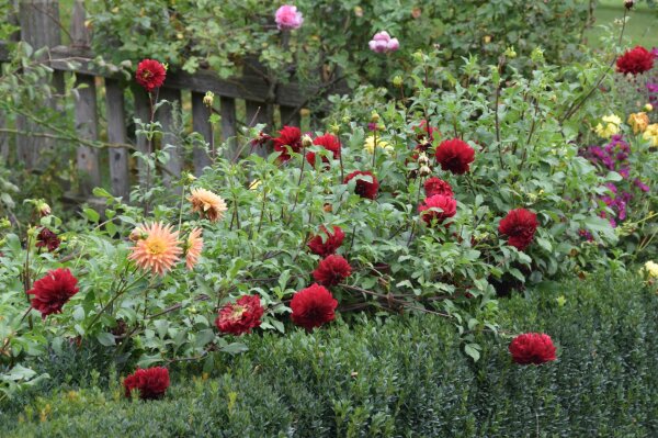 Buntblühende Dahlien mit Laubblättern und Buchs im Garten mit Zaun