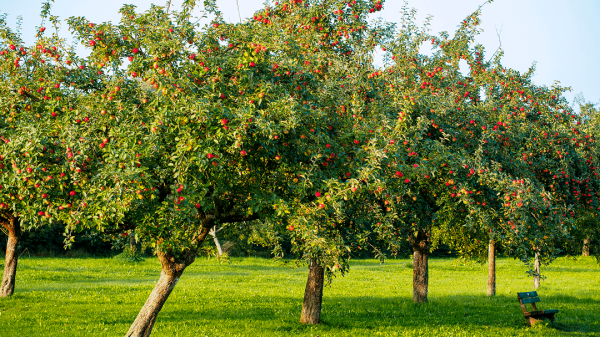 Streuobstbäume mit reifen Früchten auf einer Wiese