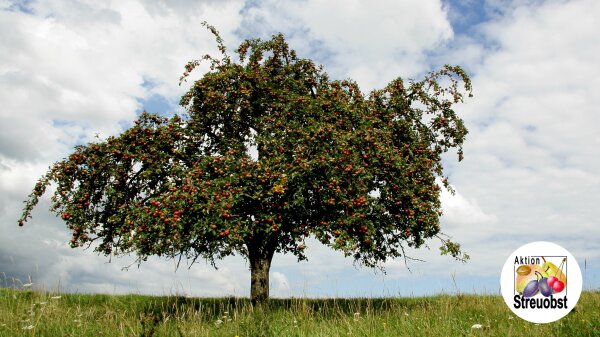 Auf einer Wiese steht ein Apfelbaum, der viele Früchte trägt
