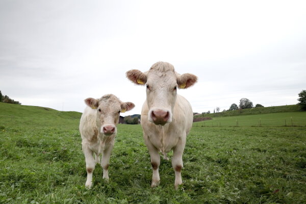 Zwei weiße Rinder auf einer grünen Wiese