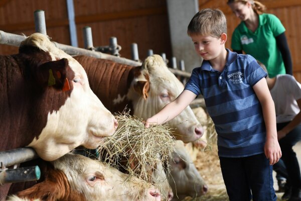 Kind streckt Kuh im Stall eine Hand voll Heu entgegen 