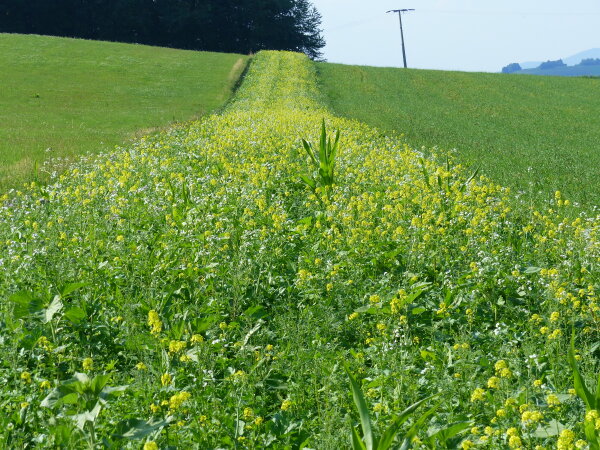 Blühstreifen