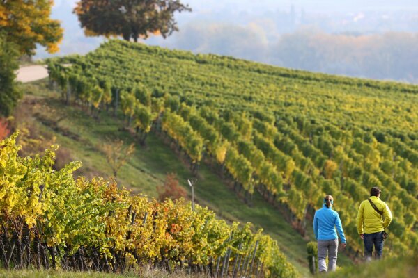 2 Personen gehen zwischen Hängen mit Weinreben