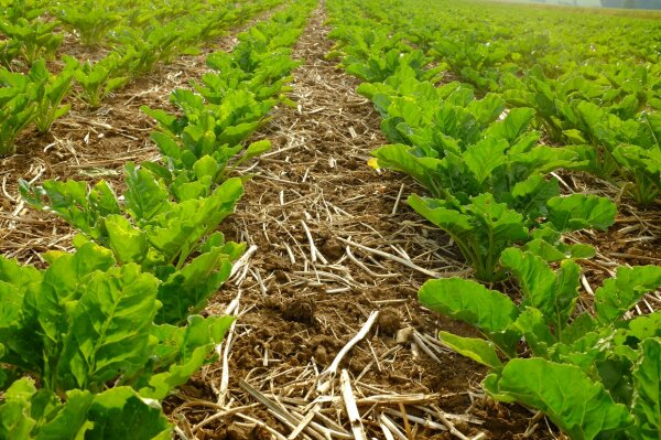 Zuckerrübenpflanzen zwischen Stroh der Vorfrucht
