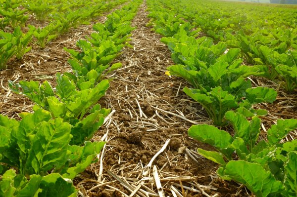 Zuckerrübenpflanzen zwischen Stroh der Vorfrucht