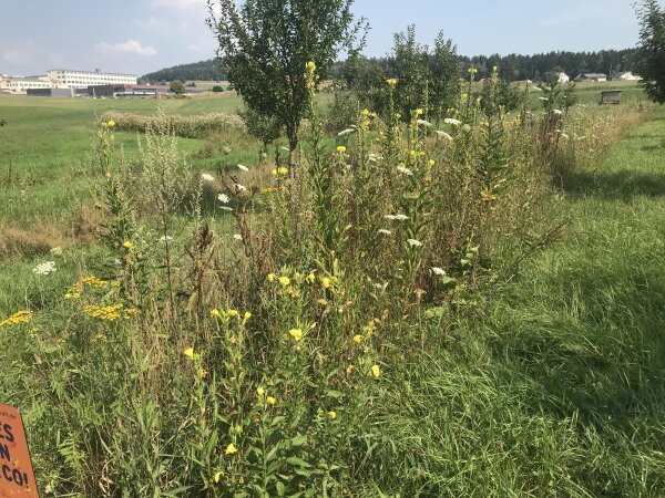 Streuobst und Blühflächen bereichern die Flur